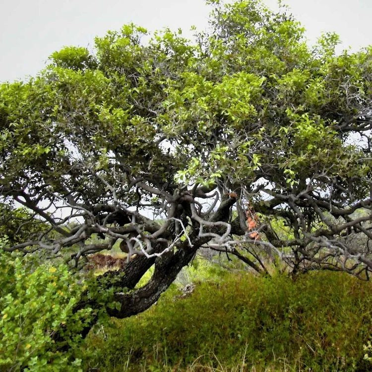 silver plated Original Karungali Malai combo premium silver braslate